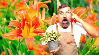 Le choc inattendu des hémérocalles : une beauté envahissante à ne pas ignorer dans votre jardin