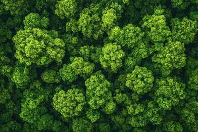 le rôle crucial du satellite biomass dans l'étude des forêts tropicales
