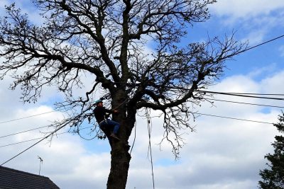 Un castor et un arbre à l'origine d'une panne d'électricité spectaculaire dans l'Indre